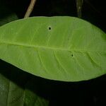 Chrysochlamys glauca Hoja