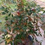 Nandina domesticaFrunză