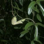 Aristolochia trilobata 果