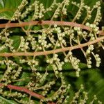 Miconia trinervia چھال