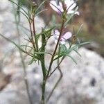 Iberis linifolia Likasa
