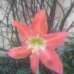 Hippeastrum puniceum 花