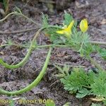 Hypecoum procumbens Habit