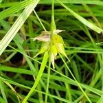 Carex intumescens Bloem