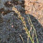 Carex divulsa Fruit