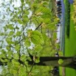 Carpinus orientalis Blad