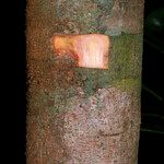 Inga nouragensis Kabuk