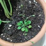 Erigeron cuneifolius Blatt