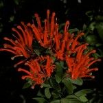 Embothrium coccineum Flor