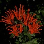 Embothrium coccineum Květ