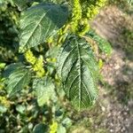 Amaranthus powellii Листок