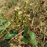 Euphrasia officinalisKukka