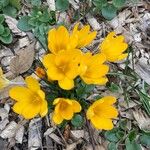 Crocus chrysanthusFlower