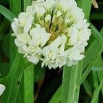 Trifolium nigrescens Bloem