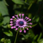 Osteospermum fruticosum (L.) Norl.Flor