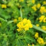 Medicago falcata 花