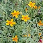 Tagetes tenuifolia Habit