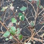 Hydrangea quercifolia Blad