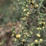 Salsola longifolia Hábito