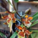 Oncidium crocidipterum Virág