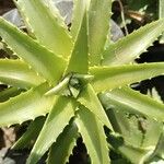 Dyckia brevifolia Лист