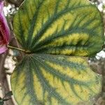 Bauhinia purpurea Levél