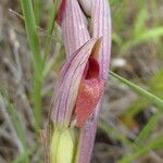 Serapias parviflora 花
