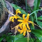 Lycoris aurea Blüte