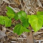 Hedera helixFolio