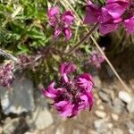 Pedicularis cenisia Flower