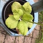 Primula japonica Leaf