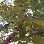 Ekebergia capensis Φρούτο
