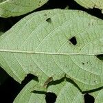 Heliotropium verdcourtii Leaf