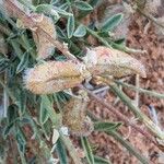 Astragalus missouriensis Фрукт