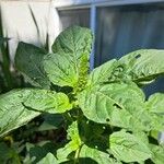Amaranthus retroflexus Blomst