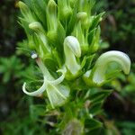 Lobelia stricta Çiçek