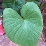 Homalomena rubescens Hoja