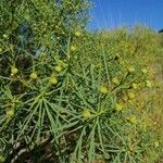 Euphorbia lamarckii ഇല