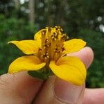 Sclerocarpus divaricatus Flor