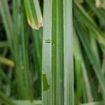 Carex microglochin ഇല