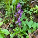 Orchis spitzelii Квітка