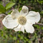 Cornus nuttallii Flower