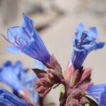 Echium thyrsiflorum Žiedas