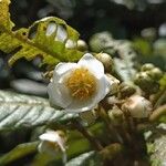 Saurauia montana Flor