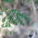 Desmanthus virgatus Leaf