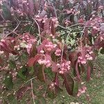 Euonymus grandiflorus Flower