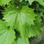 Alliaria petiolata Leaf