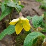 Ludwigia octovalvis Flower