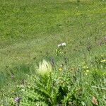 Cirsium spinosissimum Лист