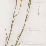 Dianthus × warionii